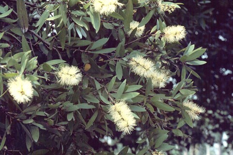 澳洲茶树